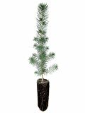 Fıstık Çamı Fidanı Bahçe İçin 5 Adet 20-30 cm Pinus Pinea