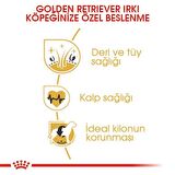 Royal Canin Golden Retriever 12 kg Irka Özel Yetişkin Köpek Maması