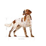 Royal Canin Orta Irklar için Yetişkin Kuru Köpek Maması 15 Kg