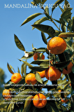 Bade Natural Mandalina Uçucu Yağı 10 ml