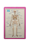 KABARTMA ANATOMİ LEVHASI İSKELET SİSTEMİ A3 BOYUTLU