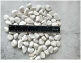 Beyaz Dolomit Taşı 8 Kg 1-2 Cm Dolomit Taş Akvaryum Dekorasyonu Dere Çakılı Mezar Taşı Bahçe Süs Taşı Mezar Süsleme Taşı