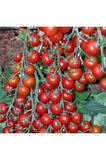 10 Adet Tohum Süper Paket Cherry Çeri Domates Tohumu Saksı Toprak Hediyeli