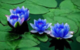 2 Adet Tohum Nadir Bulunan Mavi Lotus Çiçeği Tohumu Lotus Su Çiçeği Tohumu Nilüfer Çiçeği Tohumu