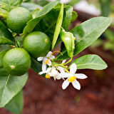 7 Yaş Tahiti Lime Fidanı *ÜZERİ ÇİÇEKLİ*