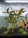 Hygrophila Angustifolia Red (Kızıl Tütün) Canlı Akvaryum Bitkisi No:7
