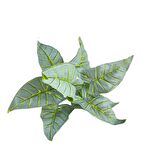 Yapay Çiçek Fil Kulağı Açık Yeşil Islak Doku Salon Bitkisi 35cm 9 Yapraklı 