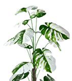 Yapay Ağaç Beyaz Monstera 18 Dallı Çalılı Gövde 120x60cm Gümüş Aleminyum Saksıda