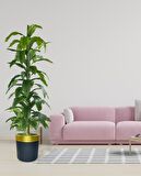 Yapay Ağaç Yukka Dracena 180*70cm Galvaniz Gold Kemerli Siyah Saksıda Salon Çiçeği Yapay Çiçek