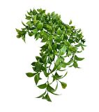 Yapay Çiçek Sarkan Fejka Yeşil Limon Yaprağı Yapay Sarmaşık 60cm