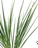 Yapay Çiçek Pastel Yeşil Grass Saz 50cm Bitki Yapay Çiçek Dekor Çiçeği Uzun Ot