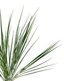 Yapay Çiçek Pastel Yeşil Grass Saz 50cm Bitki Yapay Çiçek Dekor Çiçeği Uzun Ot