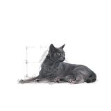 Royal Canin Sterilised Kısırlaştırılmış 7 Yaş ve Üzeri Kediler için Kuru Kedi Maması 3.5kg