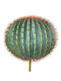 Yapay Çiçek Echinocactus Grusonii Altın Fıçı Kaktüs  60*60cm Cactüs  sk4012