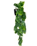 Yapay Çiçek Saksıda Sarkan Monstera Deve Tabanı Yapay Sarmaşık Pastel 60cm