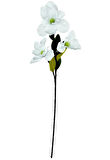 Yapay Çiçek Süt Beyaz Manolya Islak Doku 3 Kafalı Uzun Dal Çiçek Flowers 95cm