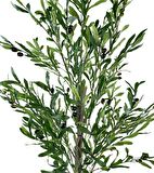 Yapay Zeytin Ağacı 190cm 2 Gövdeli Çalılı Doğal Gerçek Görünümlü Yapay Ağaç