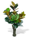 Yapay Ağaç Kauçuk Ağacı Ficus Elastica  Salon Çiçeği 150*90 Doğal Gövdeli 61 Yaprak