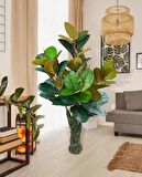 Yapay Ağaç Kauçuk Ağacı Ficus Elastica  Salon Çiçeği 150*90 Doğal Gövdeli 61 Yaprak