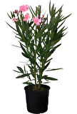 Zakkum Fidanı Pembe Çiçekli 20-40 cm
