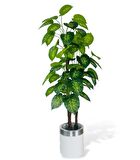 Yapay Çiçek Difenbahya Sarı Yeşil 3Katlı 160cm 54Yaprak Gümüş Kemerli Beyaz Saksıda Yapay Bitki