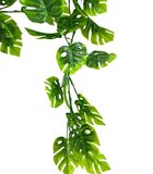 Yapay Sarmaşık Dolanabilen Monstera 180cm Dekoratif Plastik Yapay Çiçek