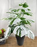 Yapay Ağaç Salon Bitkisi Beyaz Monstera 70 cm 18 Yaprak Antrasit Saksıda Deve Tabanı 