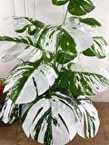 Yapay Ağaç Salon Bitkisi Beyaz Monstera 70 cm 18 Yaprak Antrasit Saksıda Deve Tabanı 