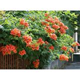 ACEM BORUSU ( CAMPSIS RADICANS ) 120-150 CM Saksıda