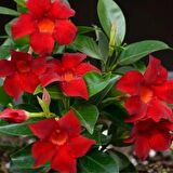 Mandevilla Çiçeği Sundavilla Mandavilla 50-70 CM Saksıda