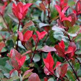 Alev Ağacı [Photinia] Fidanı 50-80 cm Saksıda