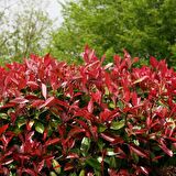 Alev Ağacı [Photinia] Fidanı 50-80 cm Saksıda