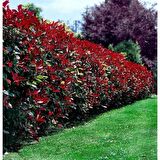 Alev Ağacı [Photinia] Fidanı 50-80 cm Saksıda