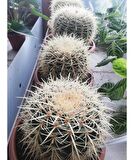 KAKTÜS ALTIN FIÇI KAKTÜSÜ (ECHİNOCACTUS GRUSONİİ)