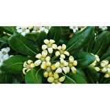 PİTOS ( Pitosporum Fidanı) 30-40 CM Saksıda