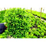 PİTOS ( Pitosporum Fidanı) 30-40 CM Saksıda