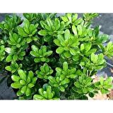 PİTOS ( Pitosporum Fidanı) 30-40 CM Saksıda
