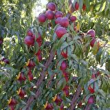 Şeftali Fidanı ( Spring Lady Erkenci  ) 120-180 cm,Tüplü/Saksılı