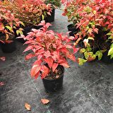 Cennet Bambusu Bitkisi ( Nandina Domestica ) 25-30 CM Saksıda
