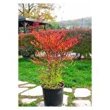 Cennet Bambusu Bitkisi ( Nandina Domestica ) 25-30 CM Saksıda