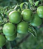 ELMA ( GRANNY SMITH YEŞİL )  180-220 CM Tüplü