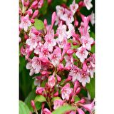 GELİN TACI ( WEIGELA FLORIDA (Pembe çiçekli Vangelya ) 30-40 CM Saksıda