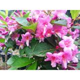 GELİN TACI ( WEIGELA FLORIDA (Pembe çiçekli Vangelya ) 30-40 CM Saksıda