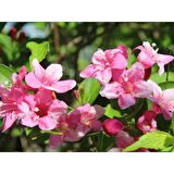 GELİN TACI ( WEIGELA FLORIDA (Pembe çiçekli Vangelya ) 30-40 CM Saksıda