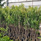 KİRAZ ( BEYAZ KİRAZ STARKS GOLD ) 150-180 CM Tüplü