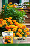 50 Adet Bodur Kadife Çiçek Tohumu (Tagetes L.)