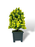 Yapay Çiçek Bonsai Ağacı Sarı Kozalak Model Dekoratif Yapay Ağaç Bonzai 30*15 CM Siyah Kare Saksıda