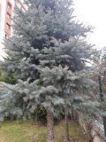 Mavi Ladin Fidanı 40-60 Cm Picea Pungens
