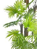 Yapay Ağaç Yelpaze Palmiye 5Katlı Fanpalm 40 Yaprak 180*65cm