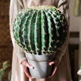 Yapay Çiçek Echinocactus Grusonii Altın Fıçı Kaktüs Siyah Saksıda 35*25m Cactüs  sk4010s